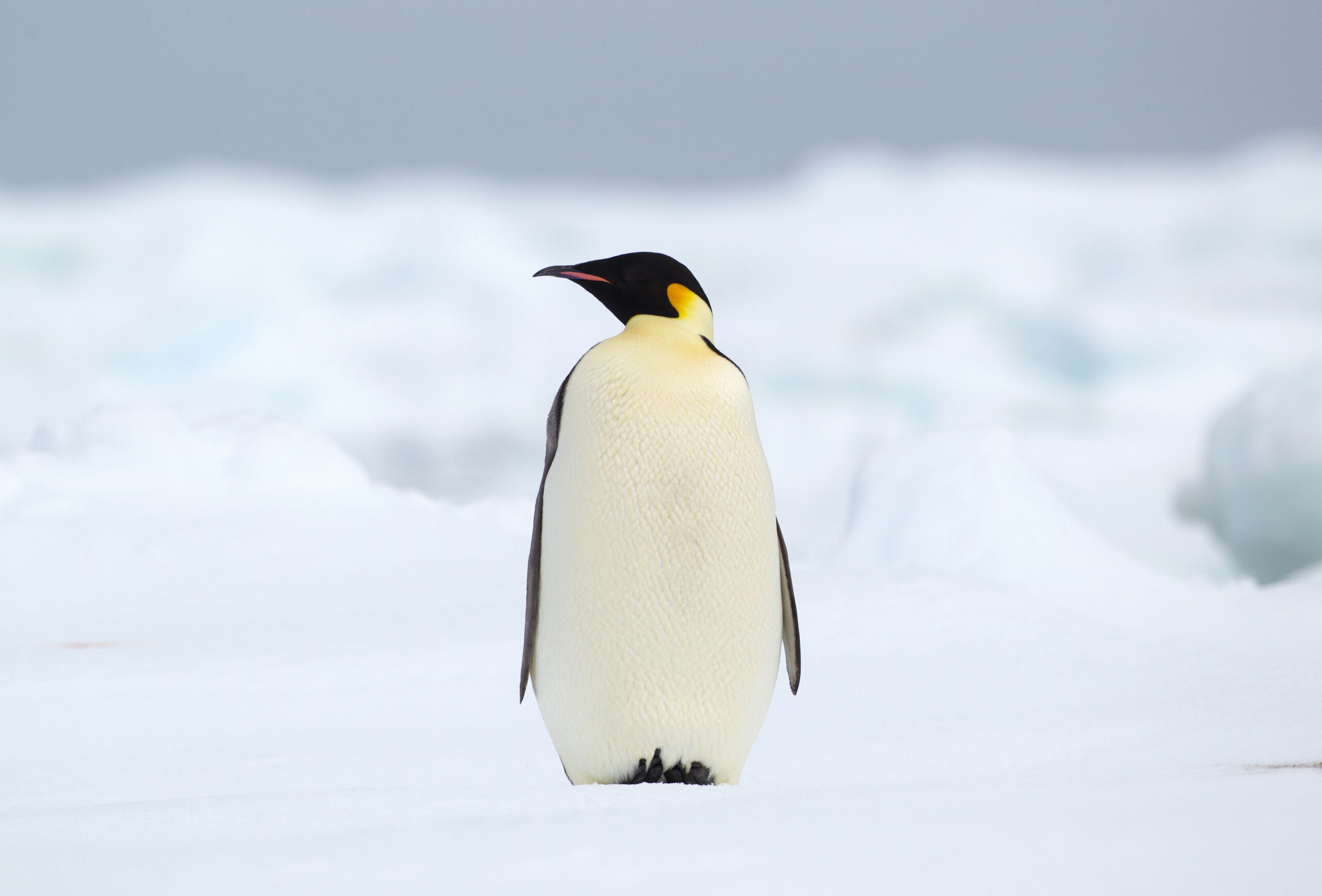 Kaiserpinguin mit Küken auf dem Meereis